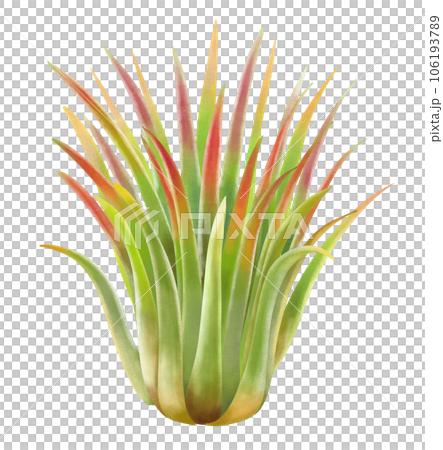 空氣植物 空氣植物 106193789