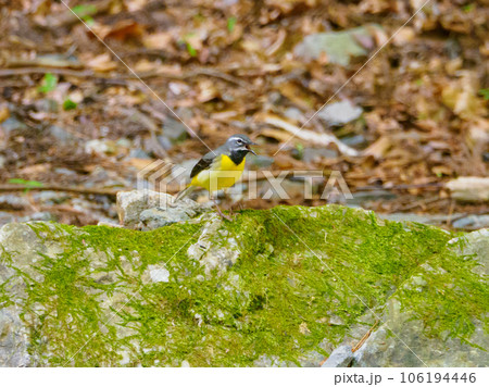 鳴いているキセキレイ 鳴いているキセキレイ 106194446