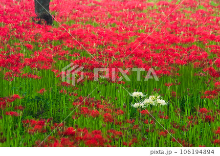 満開の彼岸花が花絨毯を作っている中に白い花が数輪咲いている写真。 満開の彼岸花が花絨毯を作っている中に白い花が数輪咲いている写真。 106194894
