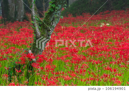 満開の彼岸花が深紅の花絨毯を作っている写真。 満開の彼岸花が深紅の花絨毯を作っている写真。 106194901