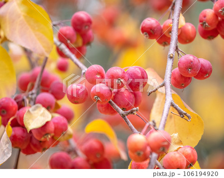 Bright red small wild apples among the yellow leaves in autumn. 106194920