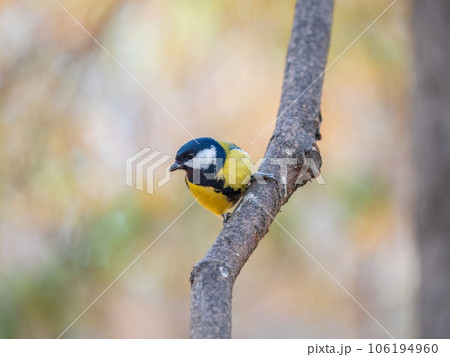 Cute bird Great tit, songbird sitting on the branch with blured background Cute bird Great tit, songbird sitting on the branch with blured background 106194960