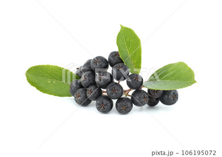 Bunch of aronia berries with green leaf on white 106195072