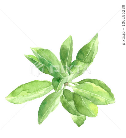 俯瞰で見たシキビの葉、水彩イラスト、白背景、透過背景 106195289