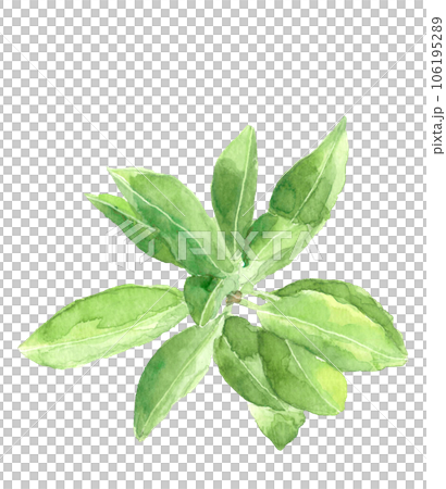 俯瞰で見たシキビの葉、水彩イラスト、白背景、透過背景 106195289