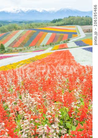 【秋の北海道】　十勝岳の冠雪と四季彩の丘の花風景 106195466