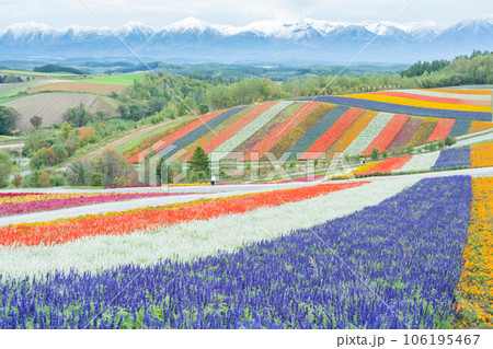 【秋の北海道】 十勝岳の冠雪と四季彩の丘の花風景 【秋の北海道】 十勝岳の冠雪と四季彩の丘の花風景 106195467