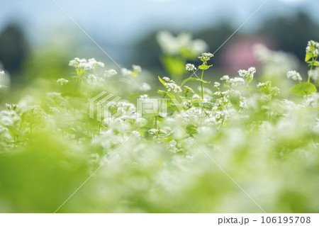 サイクリングコースに咲くソバの花(蒜山高原) サイクリングコースに咲くソバの花(蒜山高原) 106195708
