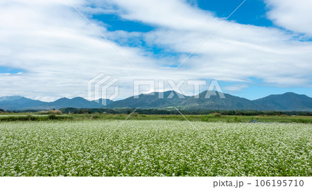 サイクリングコースに咲くソバの花(蒜山高原) サイクリングコースに咲くソバの花(蒜山高原) 106195710