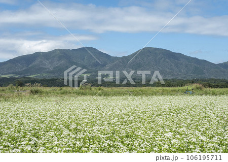 サイクリングコースに咲くソバの花（蒜山高原） 106195711