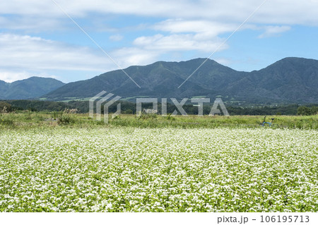 サイクリングコースに咲くソバの花(蒜山高原) サイクリングコースに咲くソバの花(蒜山高原) 106195713