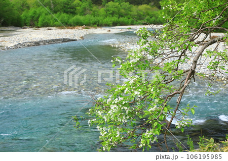 上高地　梓川とコナシの花 106195985
