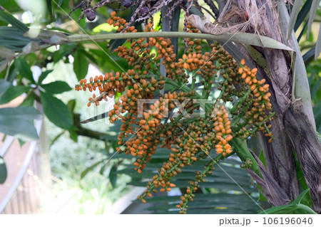 クロツグの果実 106196040