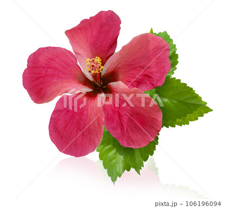 Hibiscus flower isolated on white backgroundの写真素材 [106196094