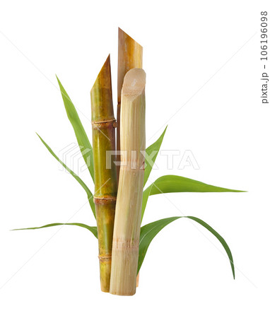 Sugarcane with leaf isolated on white background Sugarcane with leaf isolated on white background 106196098