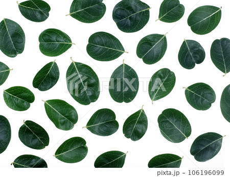 tropical leaf isolated on white background tropical leaf isolated on white background 106196099