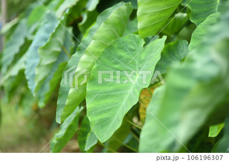 サトイモ（里芋）の葉 106196307
