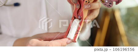 Female gynecologist demonstrating model of female reproductive system and hygienic tampon. Female gynecologist demonstrating model of female reproductive system and hygienic tampon. 106196556