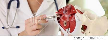 Female doctor holds in her hands model of female pelvis with muscles and pen. Female doctor holds in her hands model of female pelvis with muscles and pen. 106196558