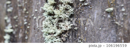 Old wood surface with large lichens colony. Old wood surface with large lichens colony. 106196559