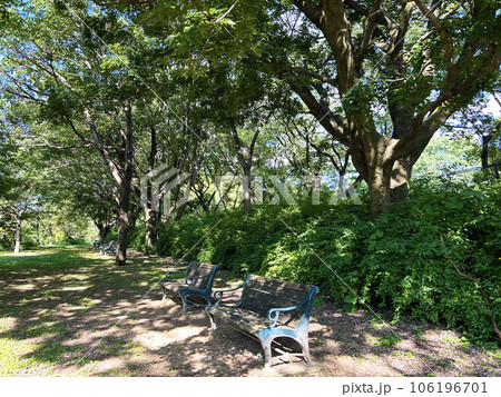 緑豊かな公園のベンチ 106196701