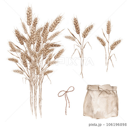 Ears of wheat in kraft paper bag. Autumn harvest. Watercolor hand painting illustration on isolate white background. For design bakery, home products, restaurant menu element, recipe cooking book Ears of wheat in kraft paper bag. Autumn harvest. Watercolor hand painting illustration on isolate white background. For design bakery, home products, restaurant menu element, recipe cooking book 106196898
