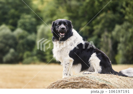 Happy dog sitting on top of large bale of straw 106197191