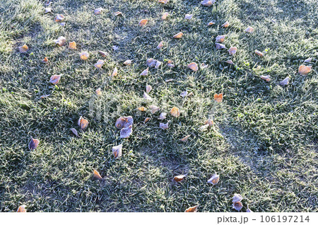 霜のついた落ち葉と草 霜のついた落ち葉と草 106197214