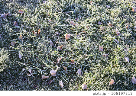 霜のついた落ち葉と草 106197215