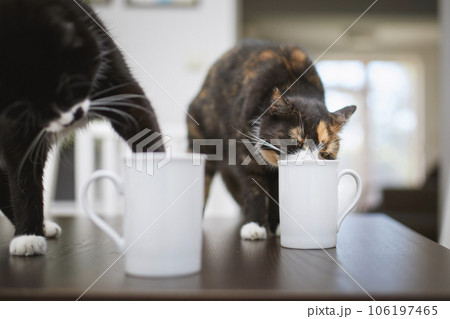 Naughty cats drinking from cup on dining table. 106197465
