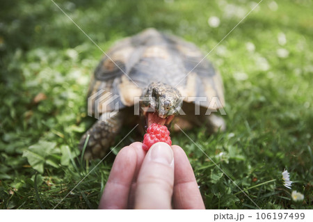 Pet owner giving his turtle ripe raspberry to eat. 106197499