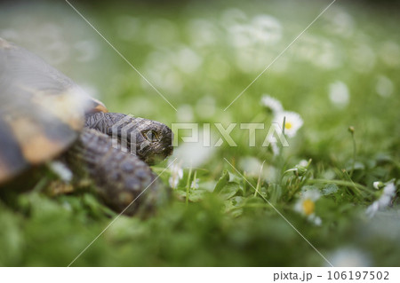 Turtle during slow walking in grass 106197502