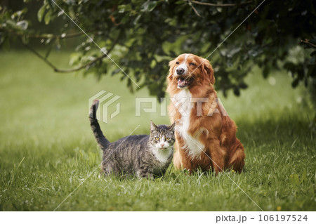 Cat and dog sitting together on meadow. 106197524