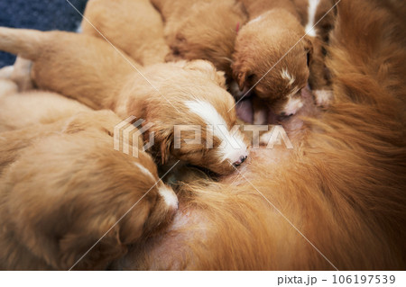 Female dog nursing cute puppies Female dog nursing cute puppies 106197539