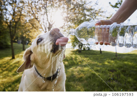 Dog drinking water from plastic bottle . Dog drinking water from plastic bottle . 106197593