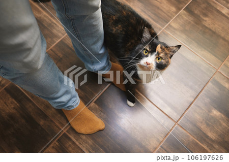 Cat welcome his owner at home. 106197626