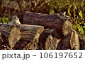 薪や丸太が積んである風景 薪や丸太が積んである風景 106197652