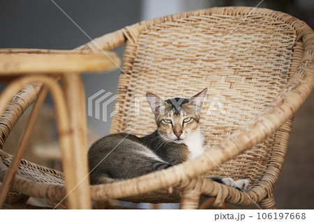 Tabby cat lying comfortably on wicker chair Tabby cat lying comfortably on wicker chair 106197668