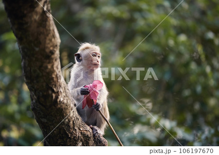 Lonely macaque with flower in hand Lonely macaque with flower in hand 106197670