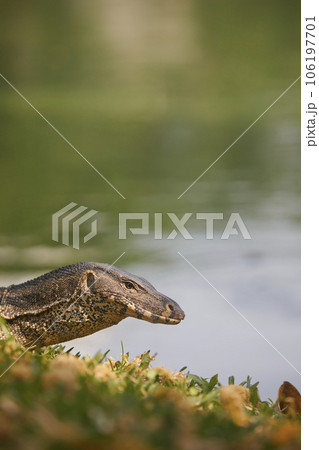 Water monitor lizard in grass. 106197701