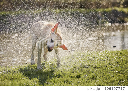 Wet labrador retriever shaking off water 106197717