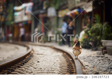 Rooster walking on railroad track between houses in Hanoi. 106197723