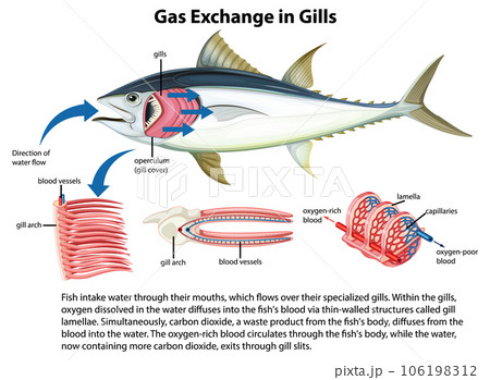 Cartoon Illustration of Fish Internal Anatomy Study 106198312