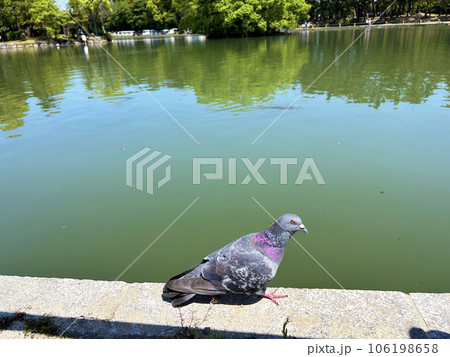池の上で休む鳩 池の上で休む鳩 106198658