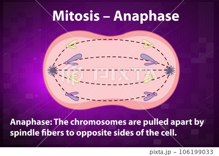Process of mitosis anaphase with explanations Process of mitosis anaphase with explanations 106199033