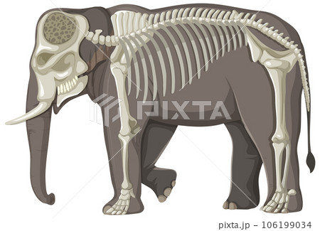 The elephant skeleton on white background The elephant skeleton on white background 106199034