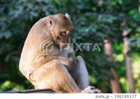 アンコールトムで車の屋根に座る猿 106199137
