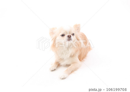 白背景に伏せる小型犬のチワワ 106199708