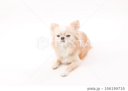 白背景に伏せる小型犬のチワワ 106199710