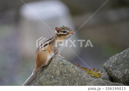 ナキウサギポーズの可愛いシマリス 106199813